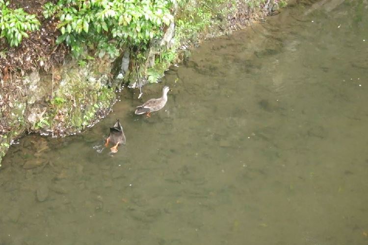 Japan Kansai, Daimonji-yama and Philosopher's Path, Kyoto, Ducks, Walkopedia